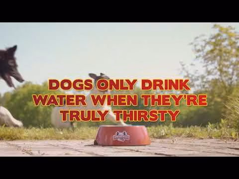 Snuffle Hundeøl 25cl M/Biff-Smak Glassflaske