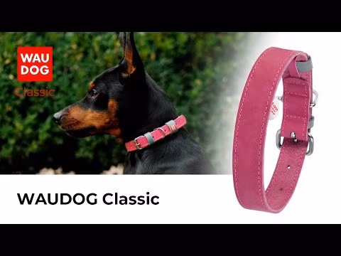 Collar Waudog Lærhalsbånd Grå