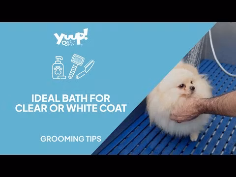 Yuup! Pro whitening and brightening shampoo 250 ML, 1L & 5L