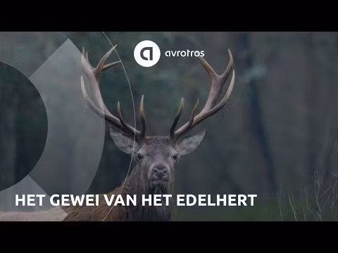 Farm Food Antlers Hjorte Gevir Tilbud 40%