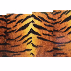 Nail tattoos full cover, M86 tiger