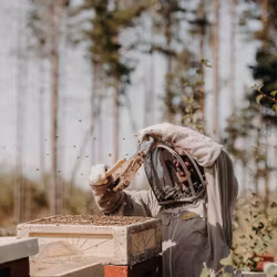 Ljunghonung Svensk Eko