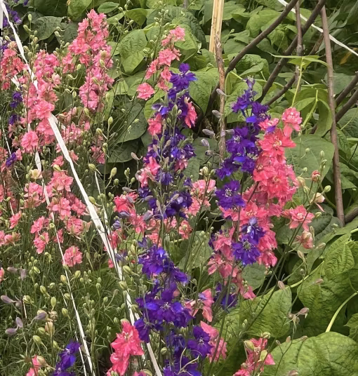 Presentask med Fröer Eko