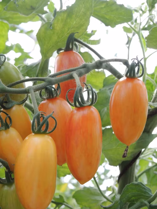 Presentask med Fröer Eko