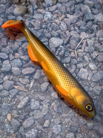 SOUTHSTREAM SHAD - Moto Mört