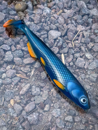 SOUTHSTREAM SHAD - Arctic Orange