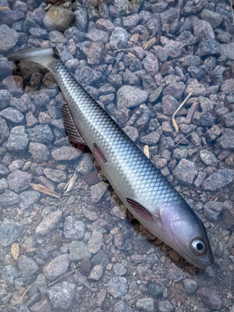 SOUTHSTREAM SHAD - Siklöja