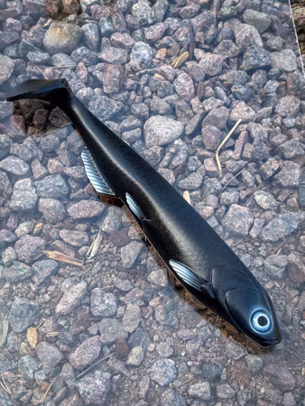 SOUTHSTREAM SHAD - Mattsvart