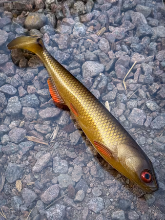 SOUTHSTREAM SHAD - Sarv