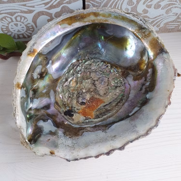 Haliotis Paua Abaloneskal 14 cm