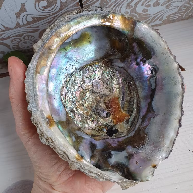 Haliotis Paua Abaloneskal 14 cm