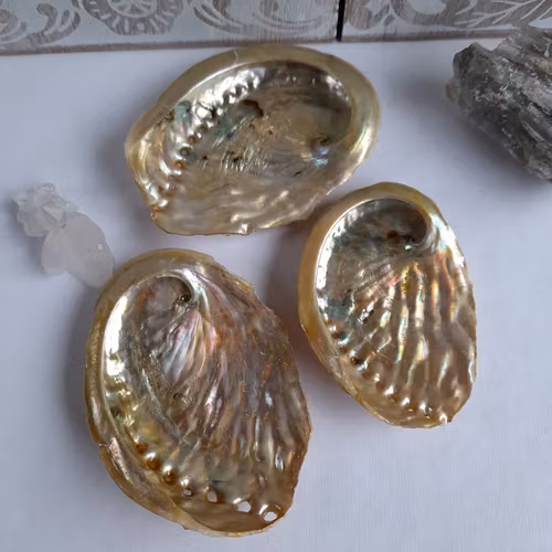 Abalone skal Guld 8 cm