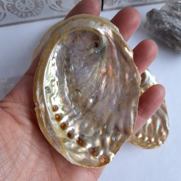 Abalone skal Guld 8 cm