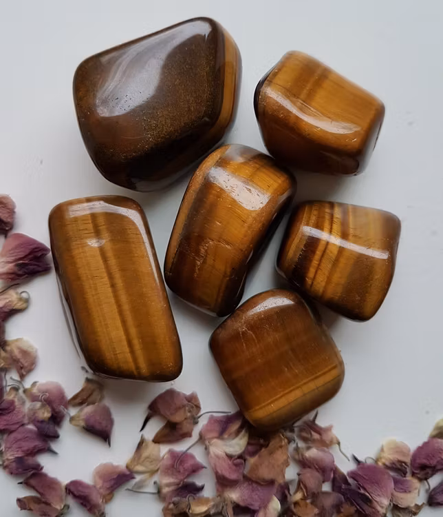 Trumlad Tigeröga, 16-23g M