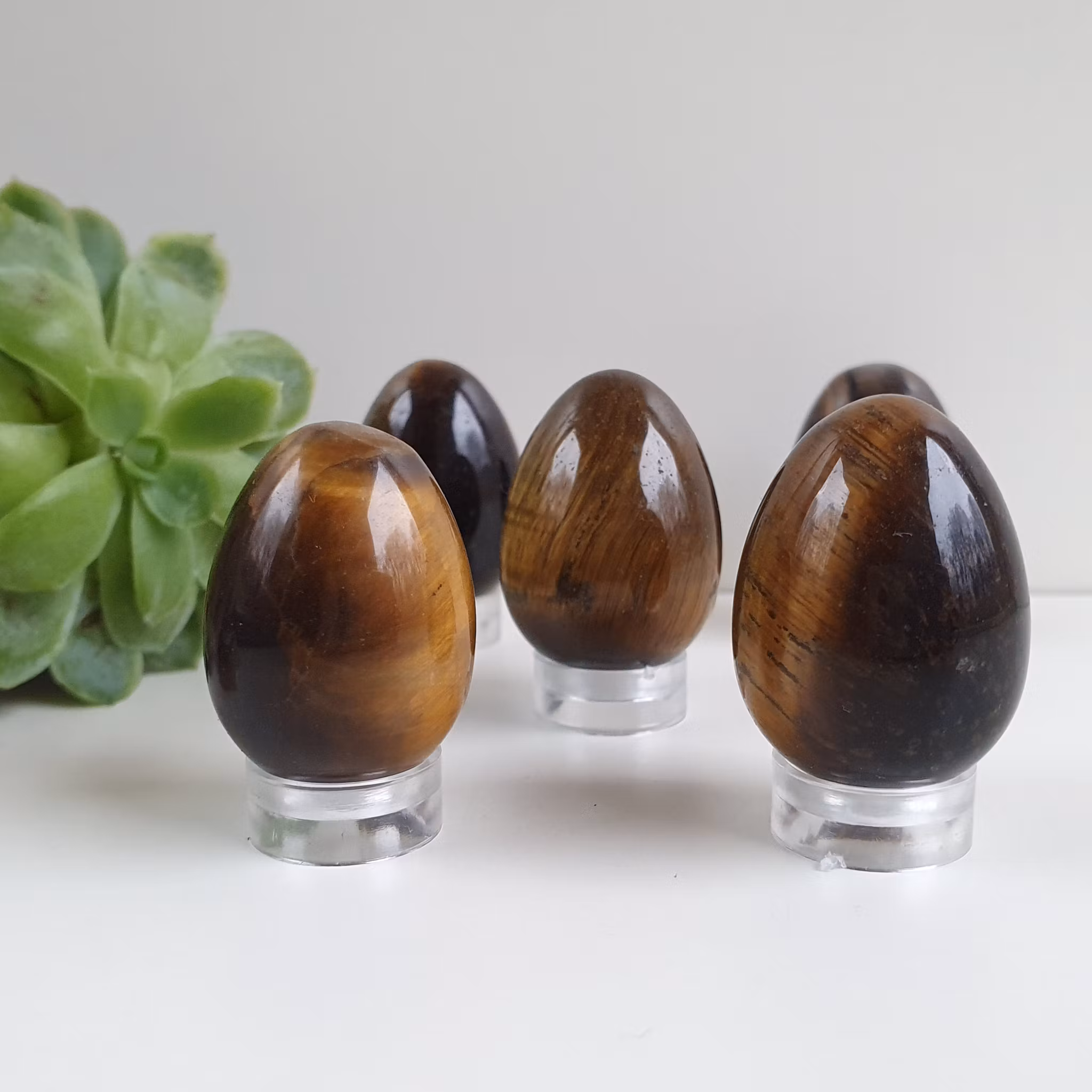 Ägg av Tigeröga 3 cm