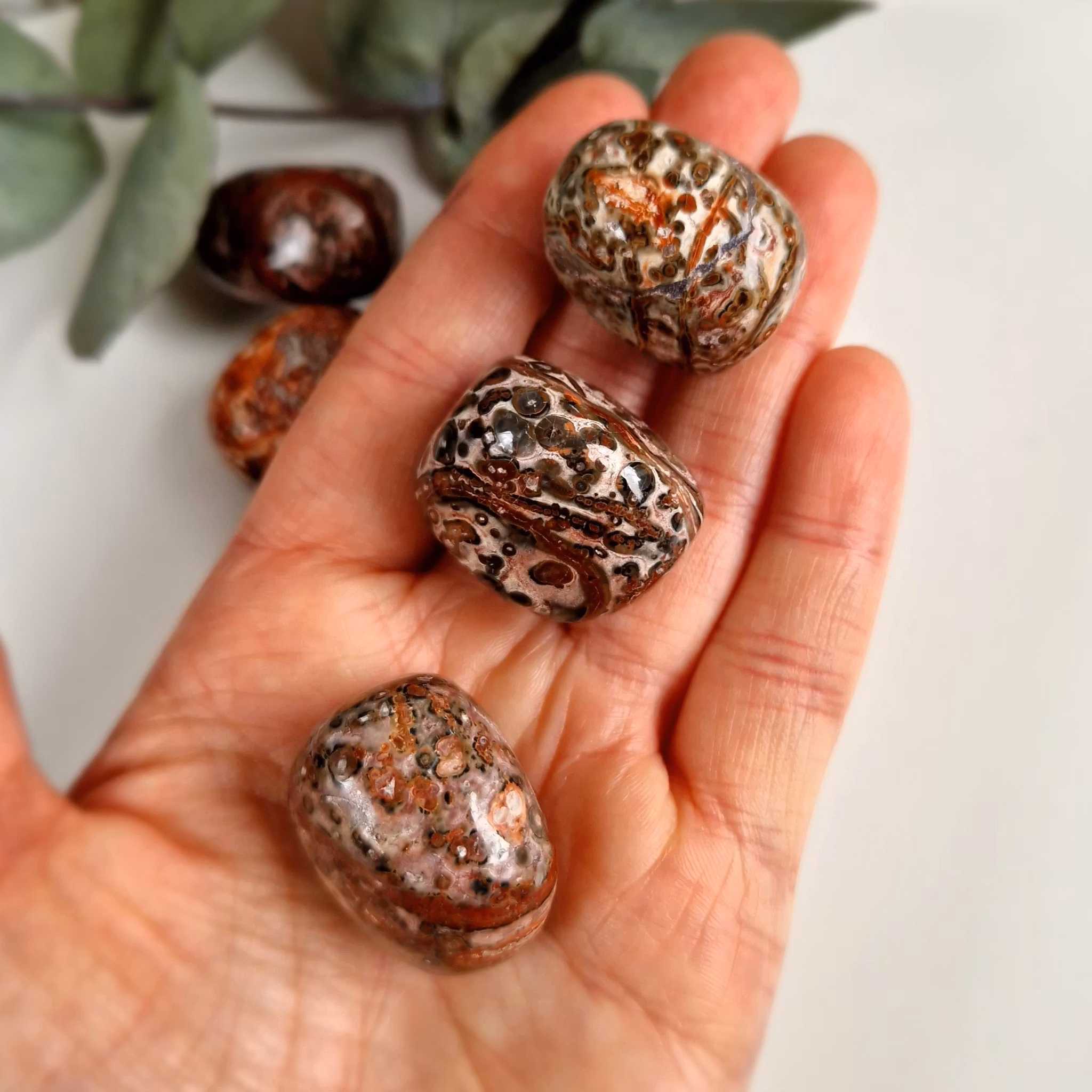 Trumlad Leopard Jaspis, 16-23 g M