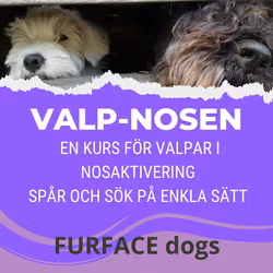 Valp-nosen