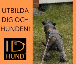 IDhund