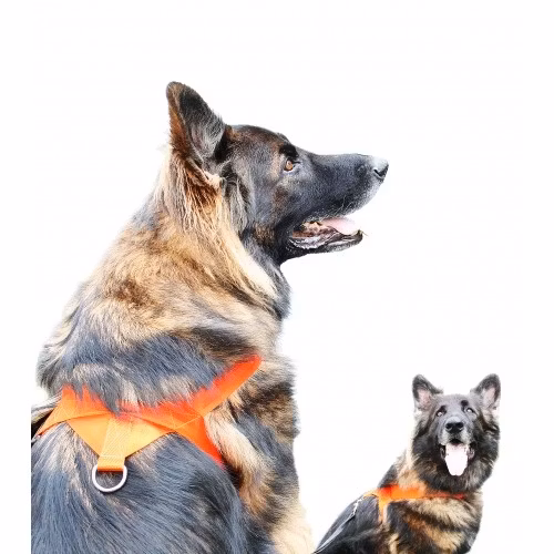 Spårsele för hund,