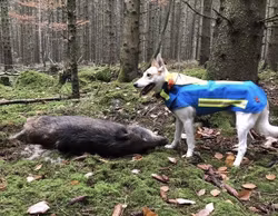 Vildsvinsvästen PRODOGTIVE Hound Protection Wear