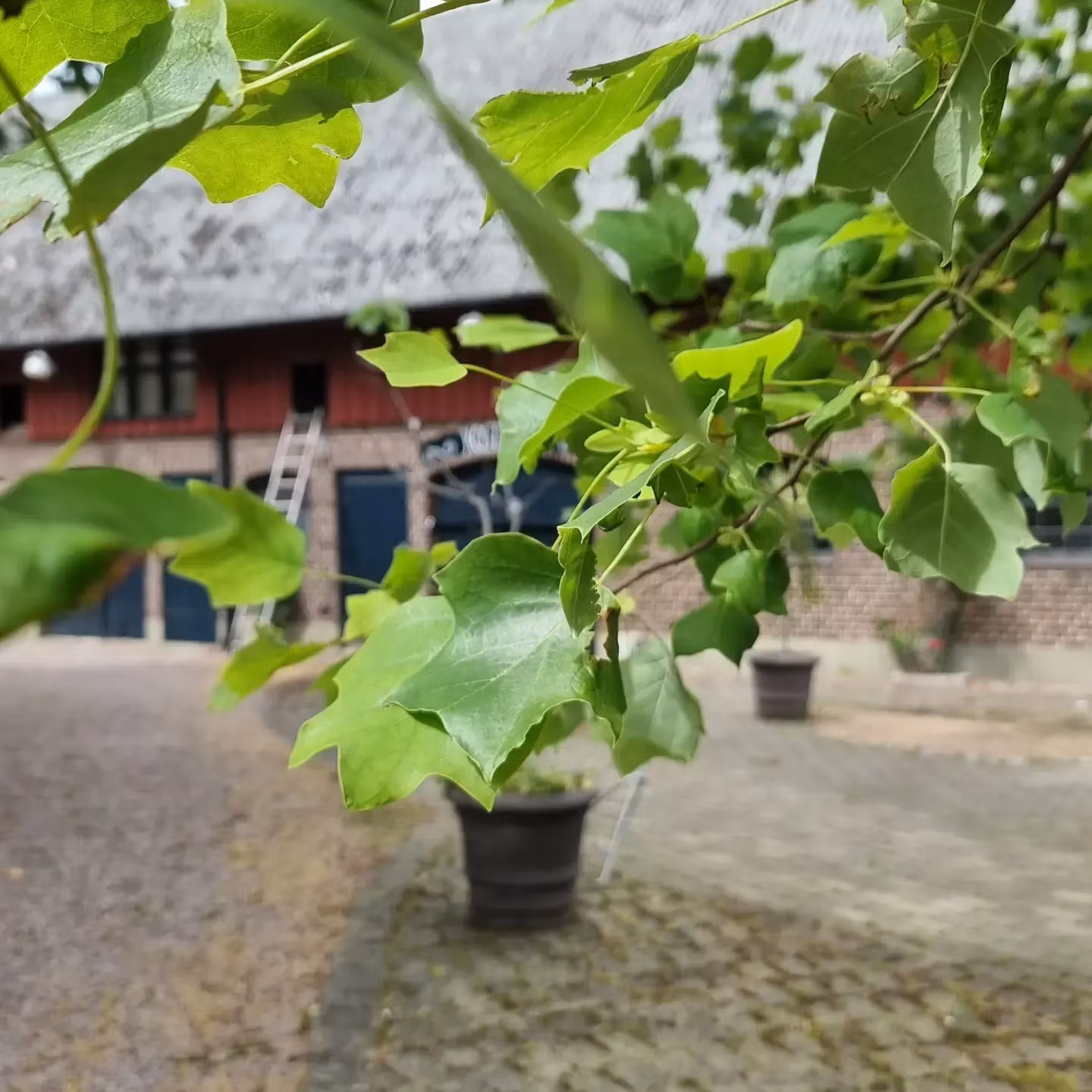 Collage & Vernissage 8/1-5/2