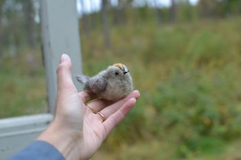 Fågel KUNGSFÅGEL
