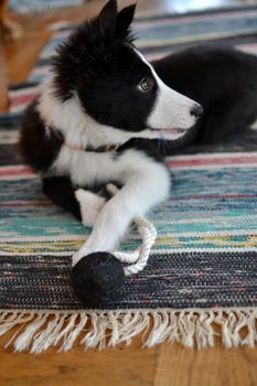 Kampleksak för hund