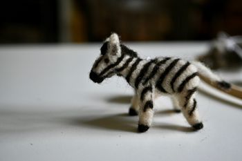 Zebra