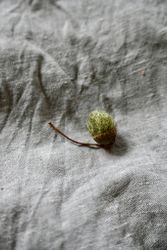 Ekollon