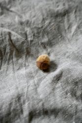 Ekollon