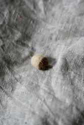 Ekollon
