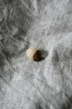 Ekollon