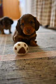 Tassboll, vit med brun tass