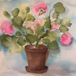 Rosa pelargon