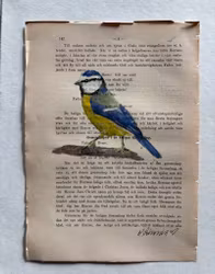 Blåmes på gammalt bokblad.