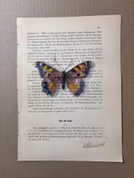 Nässelfjäril på gammalt bokblad