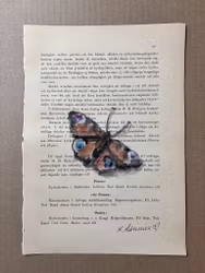 Påfågelfjäril på gammalt bokblad