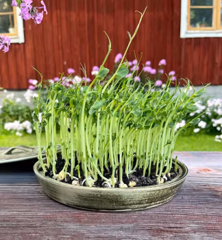 Stort Skottfat