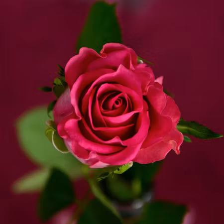 Fröken Färg Handbukett