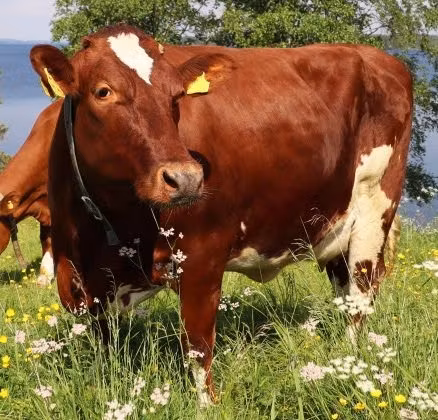 Hållning av nötkreatur - Norrtälje Maskinservice AB atv lantbruk