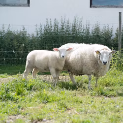 Fårstängsel 100 m x 1,2 m x 2/2,5 mm