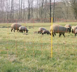 Fårnät 50 m, inkl 14 stolpar