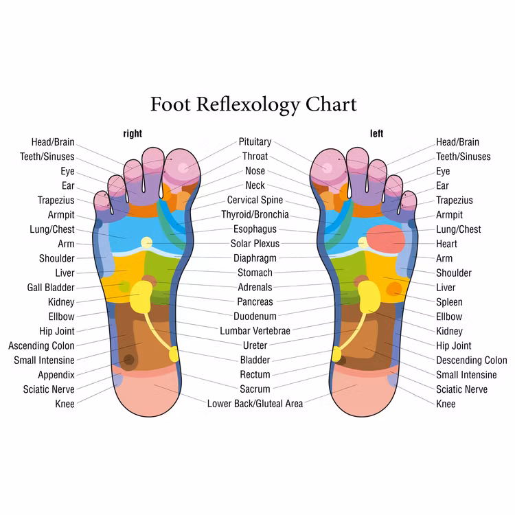 Reflexologie (massagestick)