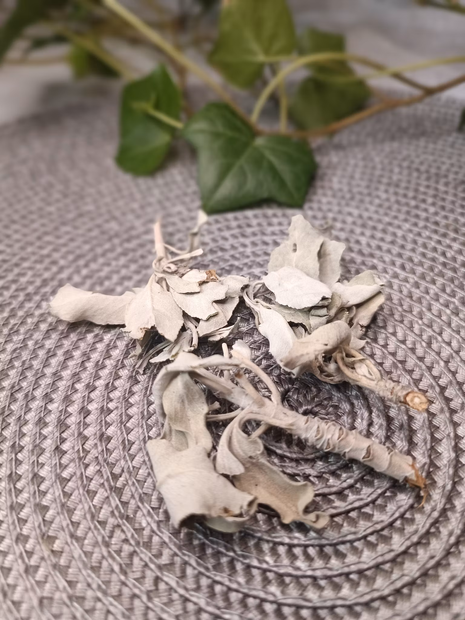 Salvia Kvist