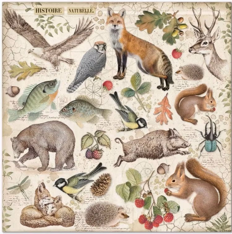 Stamperia - 12x12 Paper pad - Forest - SBBL63