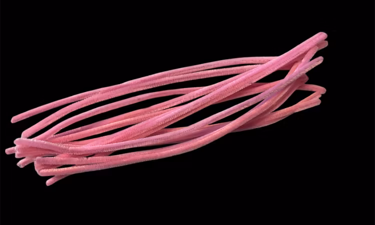 Piprensare, mörkrosa, 30cm x 6mm - 10st