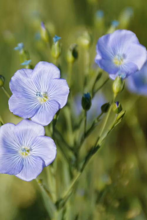 Linblomman