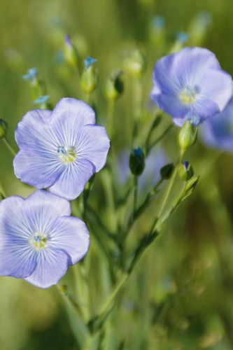 Linblomman
