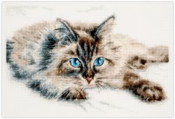 Broderikit Tavla Katt med blåa ögon