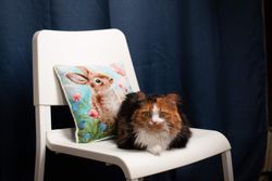 Broderikit Kudde Bunny in Clover - Kanin i klöver
